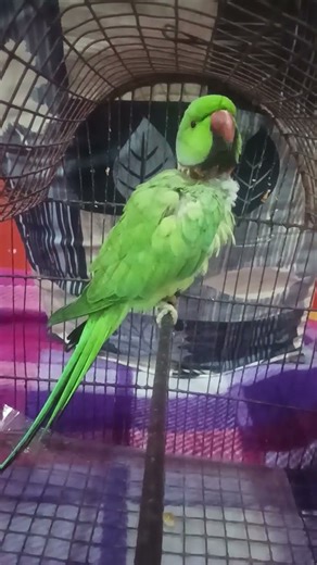 so sweet voice🦜❤🦜❤🦜 #birds #nonstop talking parrot #talking parrot #parakeet