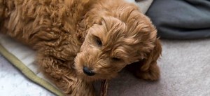 Do Goldendoodles Shed? What You Need to Know About Their Coats