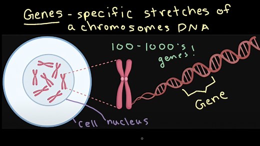 Chromosomes and genes