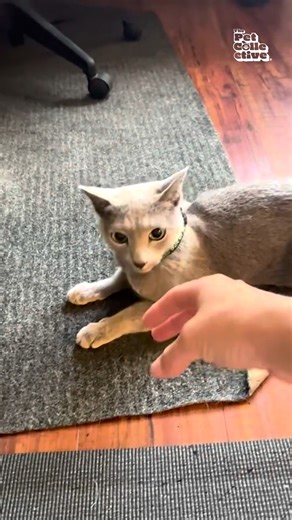 Scratch that! 😘😹💆‍♂️ #Cat #CuteCat #GrumpyCat | The Pet Collective