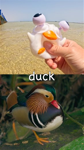 Kids Learn | Animal Names: Panda Elephant African Buffalo Rhino Duck #HolidaysWithYouTube