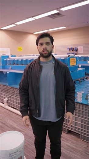 Aquarium Arts on Instagram: "One of the most popular saltwater fish in the hobby 🐠💙 — the Blue Hippo Tang (aka Dory). While they’re iconic, these fish do come with some important care requirements. They grow much larger than most people expect, are more prone to ich, and need proper quarantine along with a diet rich in algae and seaweed to stay healthy and vibrant. 🌊✨ If you’re thinking about adding one — or just want expert guidance — come see us at Aquarium Arts in Mesa, AZ. Find this fish 