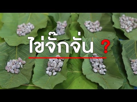 ไข่จั๊กจั่น แต่ ไม่ใช่ไข่ของจั๊กจั่น อาหารรสเด็ด ของคนอีสาน