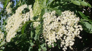 Plant, Flora, Spring