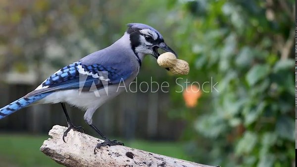 Blue Jay Landing on Branch, Grabbing Peanut, and Taking Flight