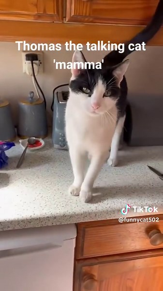 Cat Talking🐱🤣#cat #catsoftiktok #funnycat #usa #foryou | Cats Videos