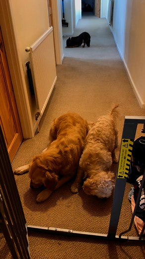 33K views · 259 reactions | Can’t even bring myself to watch this video…..this is mum giving MY treats to my cousins 﫣凉 (Geri likes to take hers off to eat凉來) love Plum Pudding  | Plum Pudding The Rescue Dog | Facebook