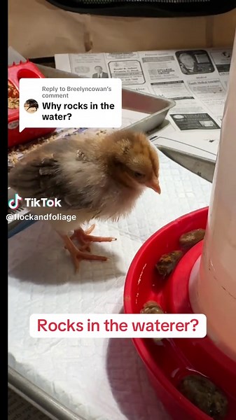 Caring for Baby Chicks: Why Rocks in Waterer Help