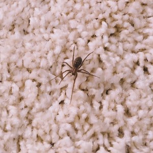 Keep Unwanted Guests Out: Smart Pest Control Hacks for a Clean Home! | Red Koala