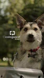35 shares | Screen for your pup. The Cologuard ® test is intended to...
