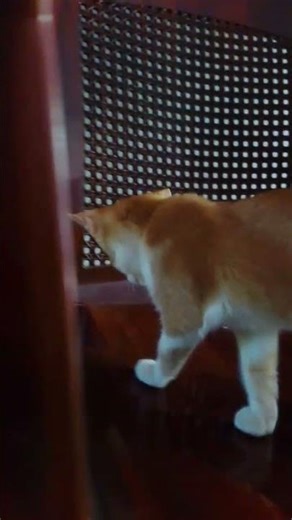 Cat on the chair🥰 #shortfeed