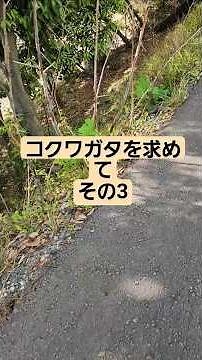 コクワガタを求めて3 #クワガタ #コクワガタ #オオクワガタ採集 #ヒラタクワガタ #春 #次行こ #チャンネル登録者数100人になる #カブトムシ #応援お願いします #昆虫 #自然