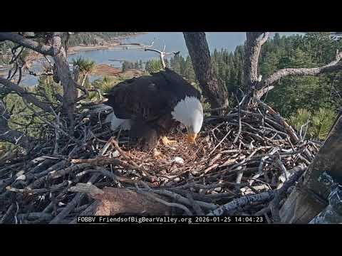 1-25-2026 A fish, a hawk and a raven