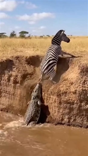 Zebra’s Narrow Escape from a Crocodile Attack