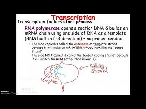 3-8 AP22 Template vs Coding strand Transcription