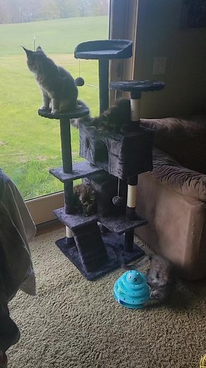 Marks Maine Coons on Reels