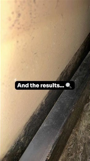 180,000 spores of Stachybotrys