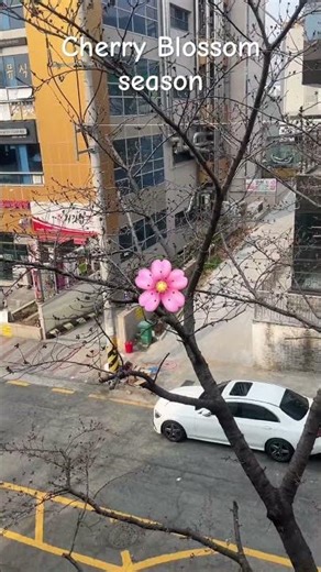 Cherry Blossoms Before Bloom in Korea 🌸 Next Month Magic | Busan Spring #southkorea #busan