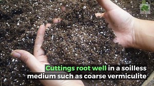 13K views · 96 reactions | For More On Using A Rooting Hormone visit...