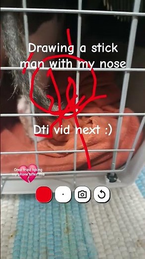 #drawing #short #cat #cute #sphynx