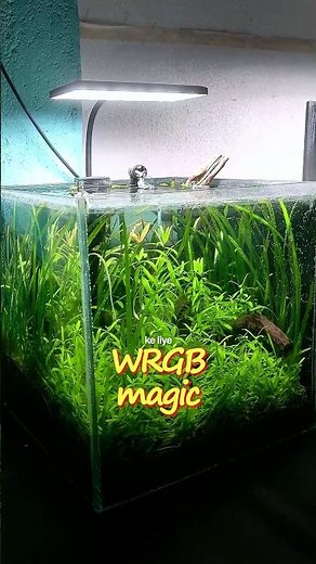 This Changed my tank😱||#aquarium #plantedtank