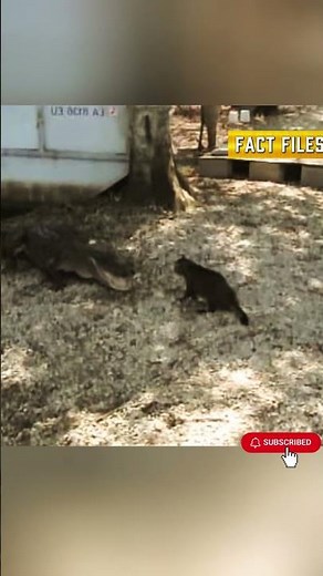 Fearless Cat Chases Away an Alligator Like a True Hero! #wildlife
