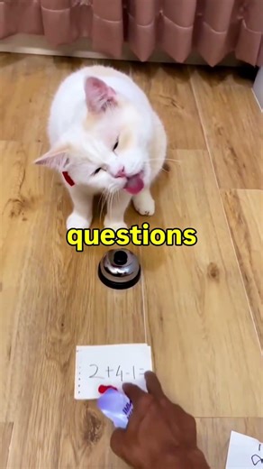This Cat Solves Math Better Than Humans… Genius or Trick? 🤯🐱 #shorts #viral #cat