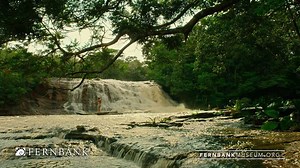 New film opens May 20! Experience the epic, true story of explorer Henry Bates' fascinating 11-year journey through the Amazon rainforest as a young man working to unravel a great scientific mystery in Amazon Adventure 3D. | Fernbank Museum