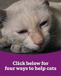 212 reactions | Vulnerable cats urgently need life-saving food and care. Please help them today. | Cats Protection | Facebook