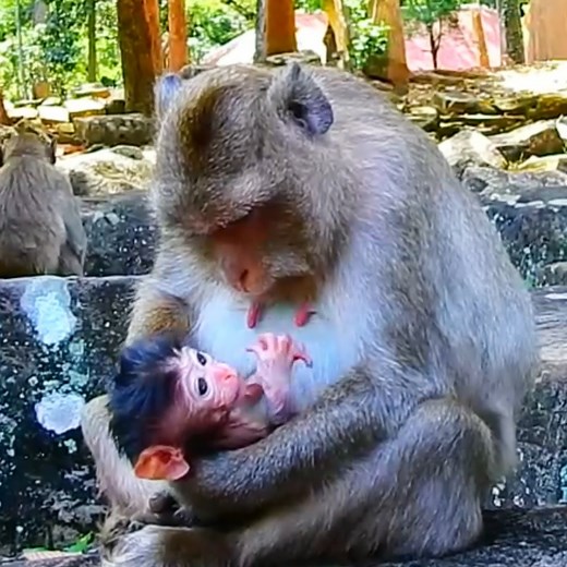 7.5K views · 138 reactions | Mom monkey Nanda is falling in love with her newborn baby Why so adorable #beautiful #monkeydluffy #monkeycute #babymonkey #monkeyface #lovely #monkey #cute #animals #animalsbaby #poormonkey #monkeycry #funny #funnyvideo #cuteanimals | Monkey TV7 | Facebook