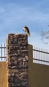 7.9K views · 333 reactions | This juvenile Red-tailed Hawk has already figured out that bird deterrents don’t work. The way she used these bird spikes on our neighbor’s wall to eat her breakfast made me chuckle extra loud…  | Jeremy Johnson Photography | Facebook