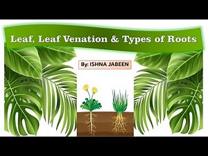 |Leaf, Leaf Venation and Types of Roots| #CBSE #NCERT [by Ishna Jabeen]