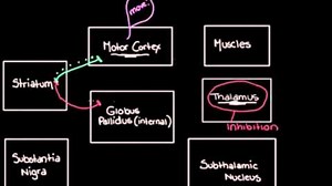 The basal ganglia - The direct pathway