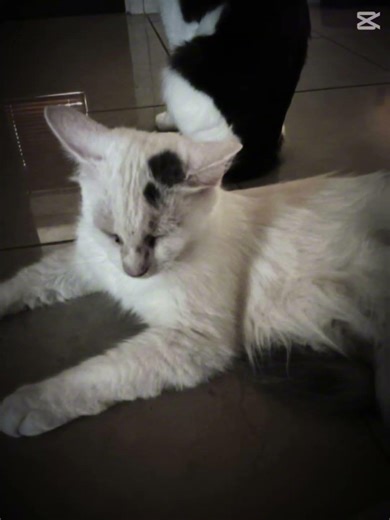 Cat Reveal what cat do you like snowflaxe the white one commet if it is itchy the boy comment itchy