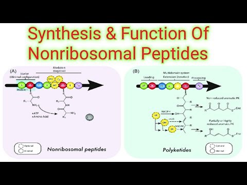 Synthesis And Functions Of Nonribosomal Peptides . Lecture no =21