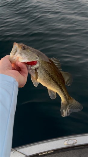Schooling Pre-Spawn Largemouth! #bassfishing #lakemead #bassboat #fishing