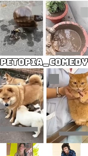 Animals Talking Like Humans 😍Pt-246 | Funny Animal Voice Over #cowsho #funnyanimals #animalcomedy