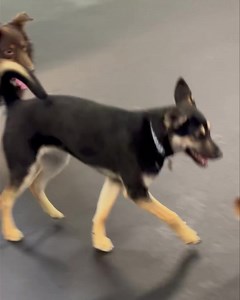 Maeve & 🥨 | School of Bark LLC -Muskego