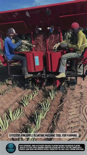 Efficient pineapple planting machine tool for farming #tools