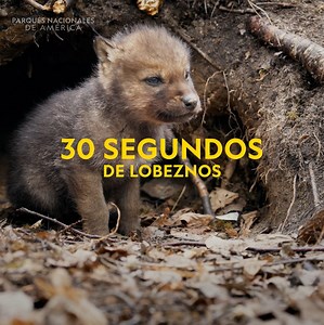 2.2M views · 107K reactions | “Lobezno” es el término que se utiliza para hacer referencia a las crías recién nacidas de los lobos (Canis Lupus). Nacen ciegos y durante las tres primeras semanas de vida dependen de la madre, que los esconde en una madriguera. A las cuatro semanas, los pequeños ya empiezan a moverse por las áreas cercanas, sin alejarse demasiado. | National Geographic | Facebook