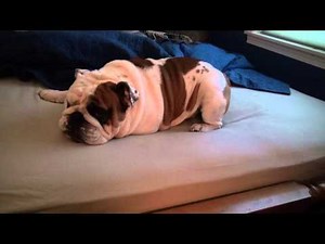English Bulldog Throwing a Tantrum