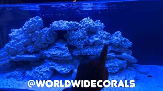 A 300 gallon reef tank created during a difficult goodbye