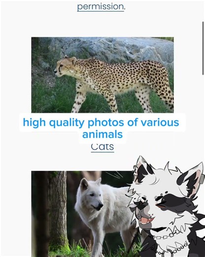 TOOLS TO IMPROVE YOUR ART -- ANIMAL PHOTO REFERENCES