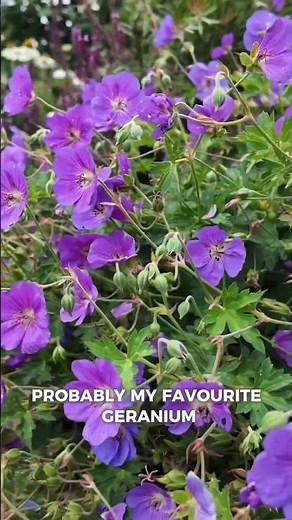 Geranium 'Rozanne' one year on
