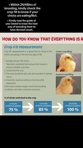 Maximize Your Chick Growth Potential with Expert Poultry Farming Tips