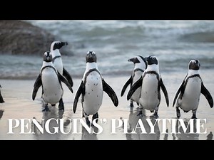 Penguins' Playtime: Sliding, Swimming and Jumping