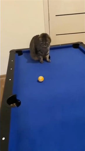 🤣The best of 🤣animals 🤣funny pets 😹Cat and 🐶dog Funny viral shorts🤣 videos🤣 #shorts #kids #kitten