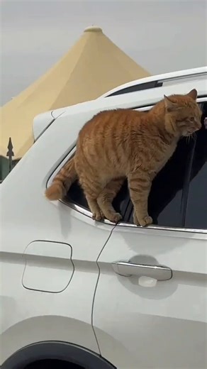 Cat is Amazing 🐈‍⬛ (@AMAZINGCATSS) on X