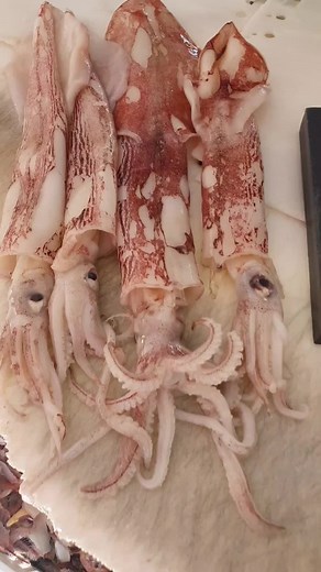 Como Limpar uma Lula Para Rechear! Passo a Passo