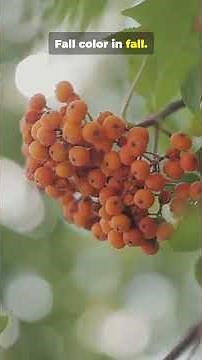 These 7 Plants Do ALL The Work #gardening #easyplants #yard